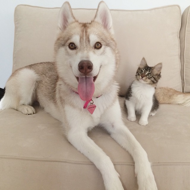 gatita-rosie-salvada-mama-adoptiva-husky-lilo (3)