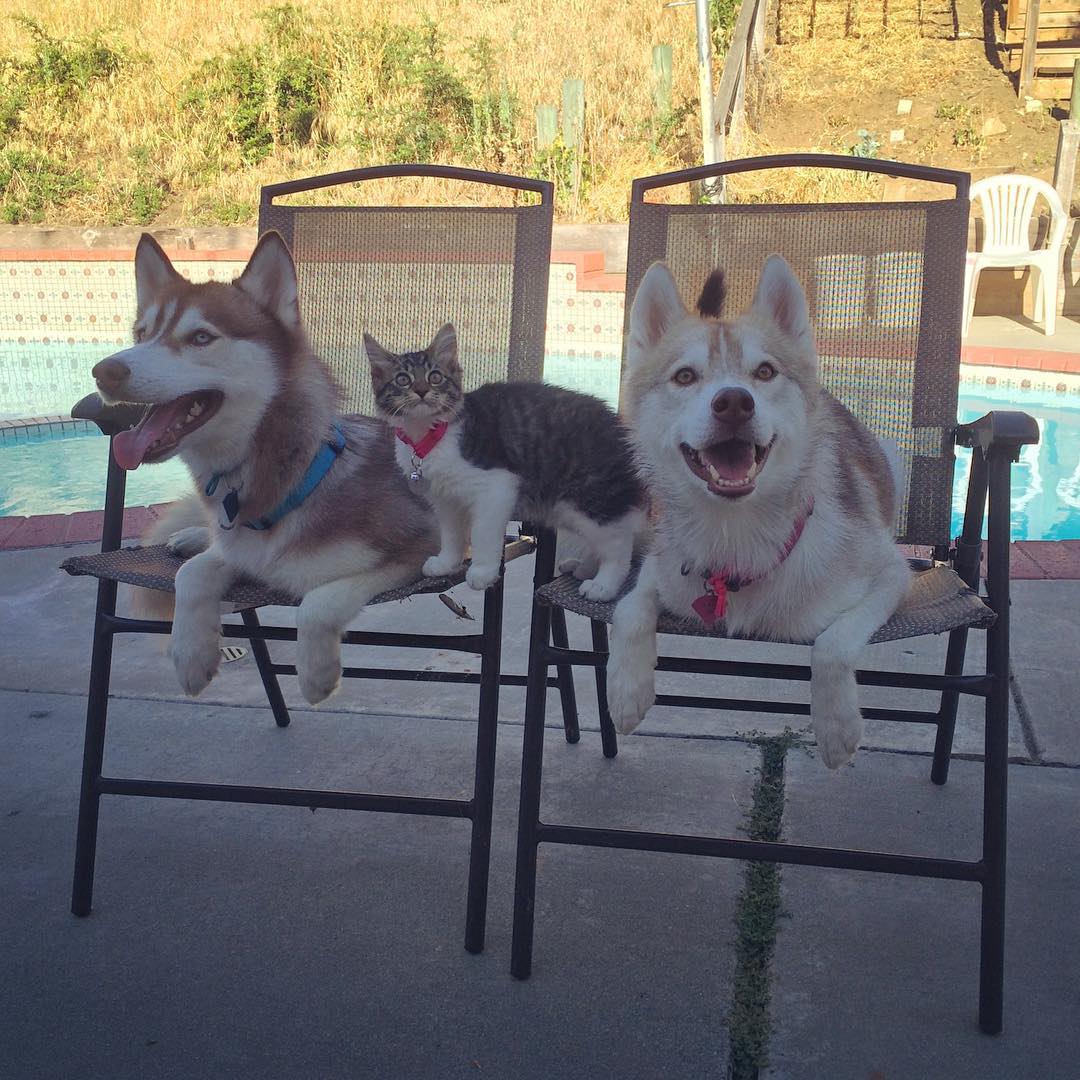 gatita-rosie-salvada-mama-adoptiva-husky-lilo (4)