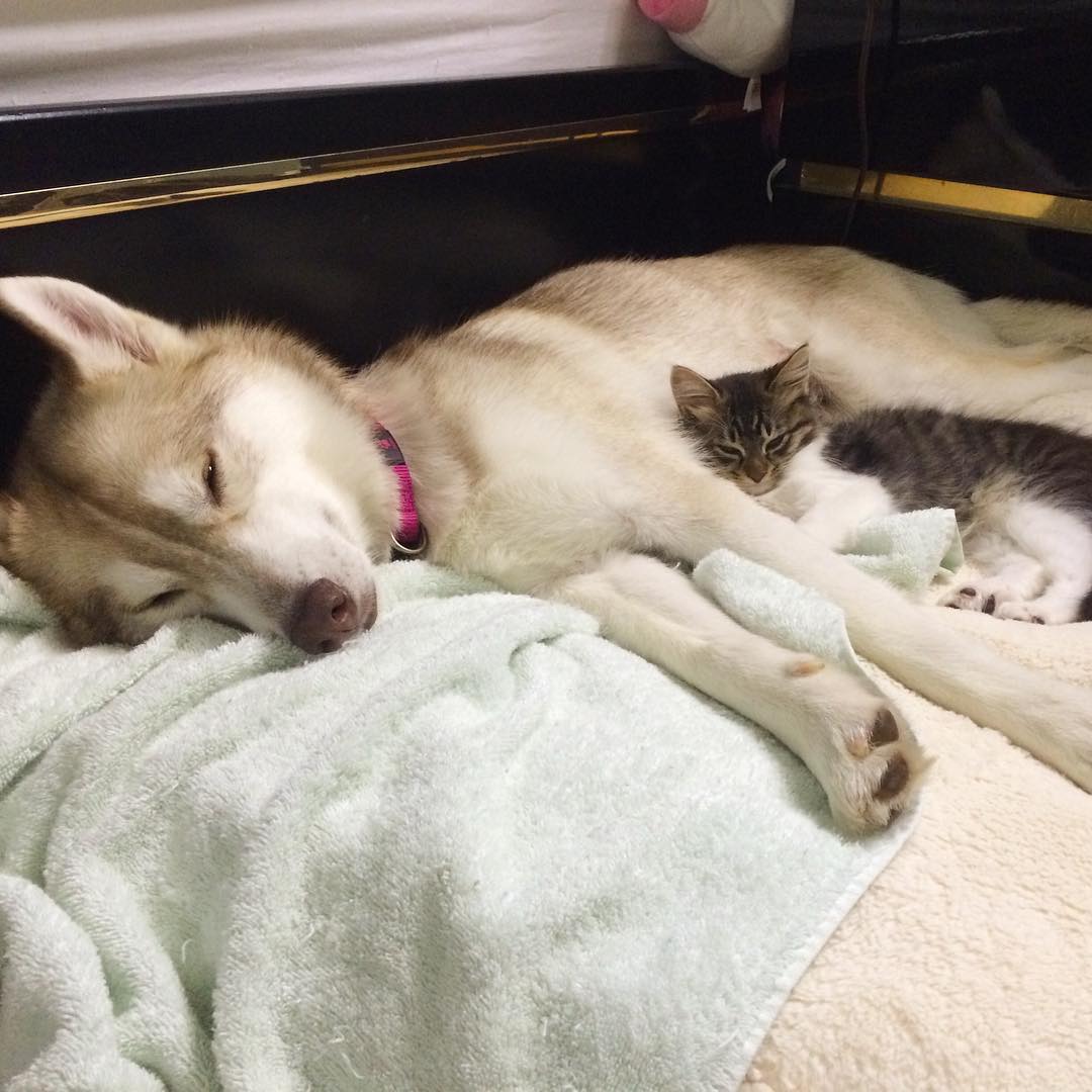gatita-rosie-salvada-mama-adoptiva-husky-lilo (5)