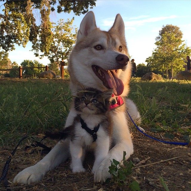 gatita-rosie-salvada-mama-adoptiva-husky-lilo (6)