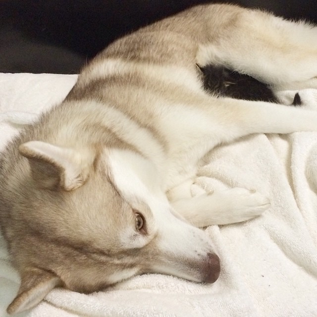 gatita-rosie-salvada-mama-adoptiva-husky-lilo (7)