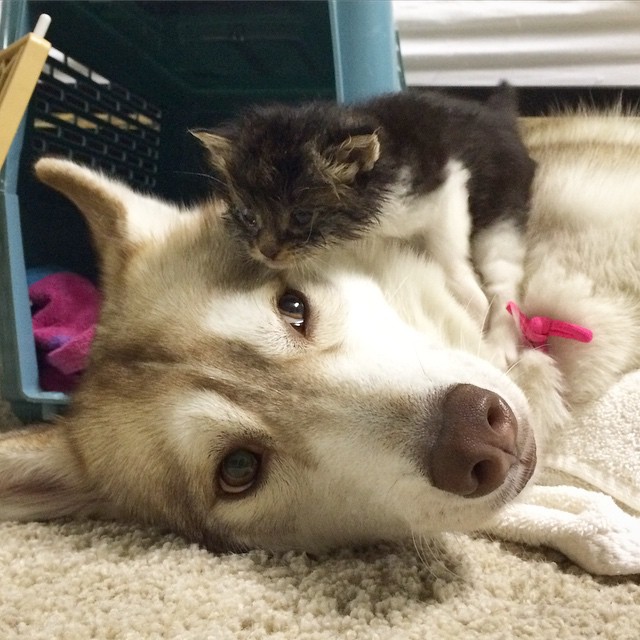 gatita-rosie-salvada-mama-adoptiva-husky-lilo (8)