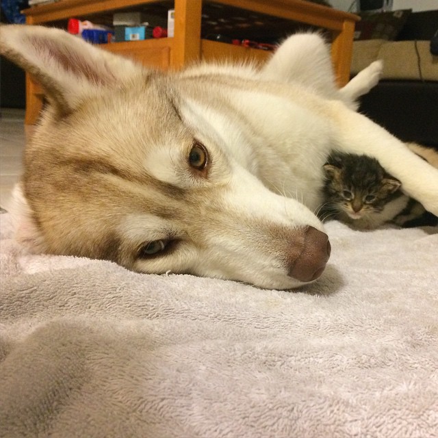 gatita-rosie-salvada-mama-adoptiva-husky-lilo (9)