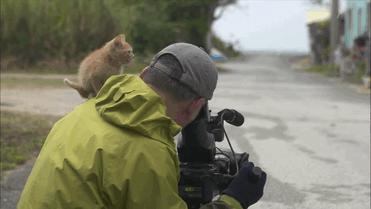 gatito-callejero-amistad-fotografo-mitsuaki-iwago (1)