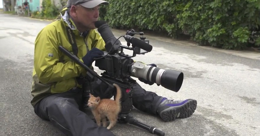 gatito-callejero-amistad-fotografo-mitsuaki-iwago (1)