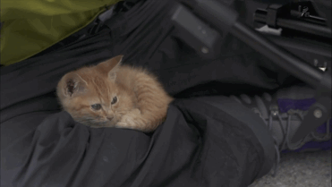 gatito-callejero-amistad-fotografo-mitsuaki-iwago (2)