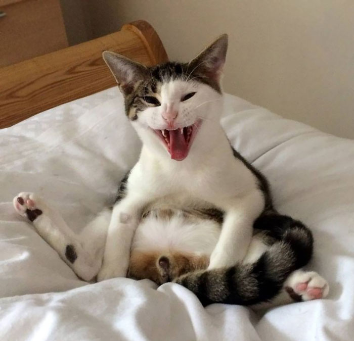 gato-milo-enfadado-tras-castracion (1)