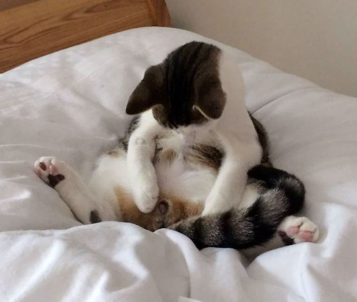 gato-milo-enfadado-tras-castracion (2)