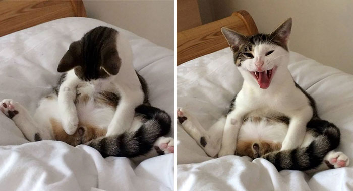 Este gato se despertó y descubrió que le faltaban ciertas partes y NO le gustó nada
