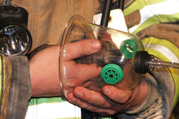 gato-salvado-bomberos-mascara-oxigeno-mascotas (2)