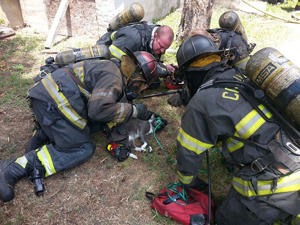 gato-salvado-bomberos-mascara-oxigeno-mascotas (7)