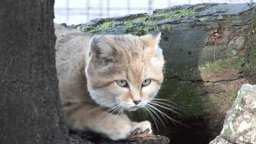 gatos-arenas-desierto-apariencia-gatito (1)