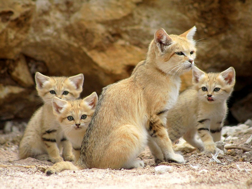 gatos-arenas-desierto-apariencia-gatito (10)