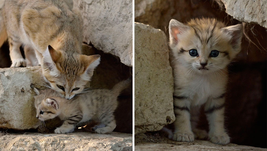 gatos-arenas-desierto-apariencia-gatito (11)