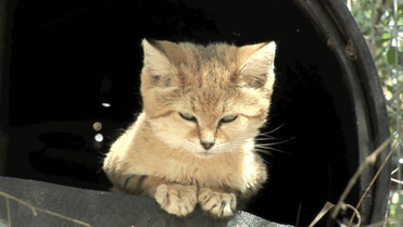 gatos-arenas-desierto-apariencia-gatito (2)
