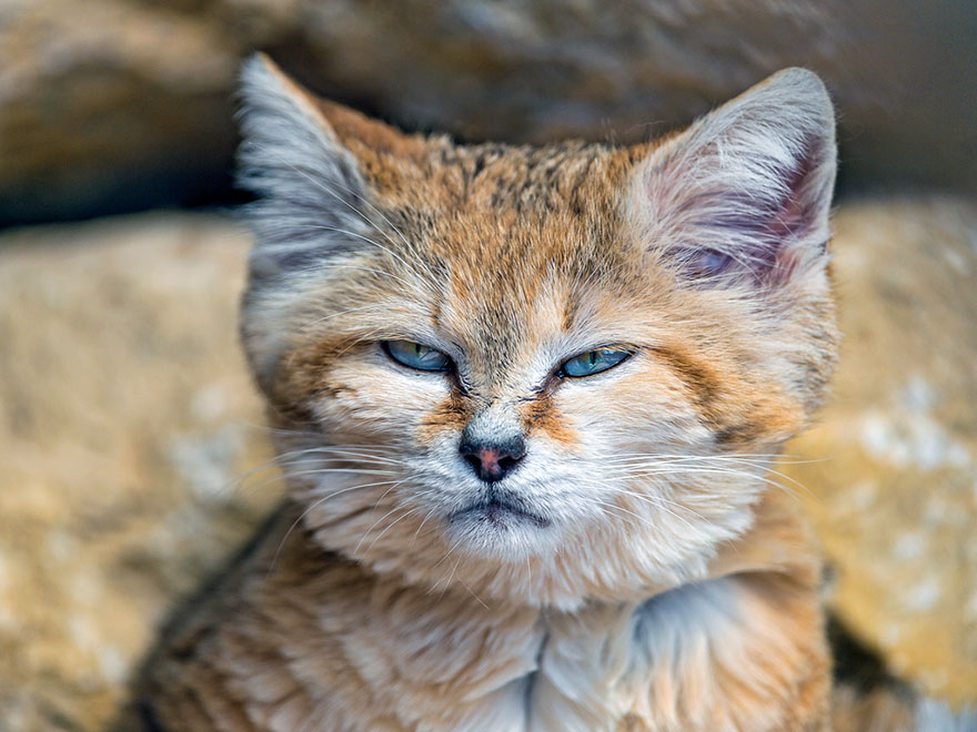 gatos-arenas-desierto-apariencia-gatito (2)