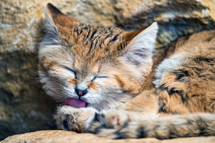 gatos-arenas-desierto-apariencia-gatito (3)