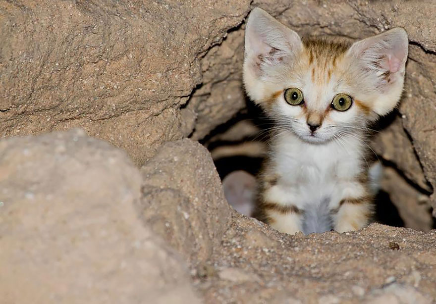 gatos-arenas-desierto-apariencia-gatito (4)