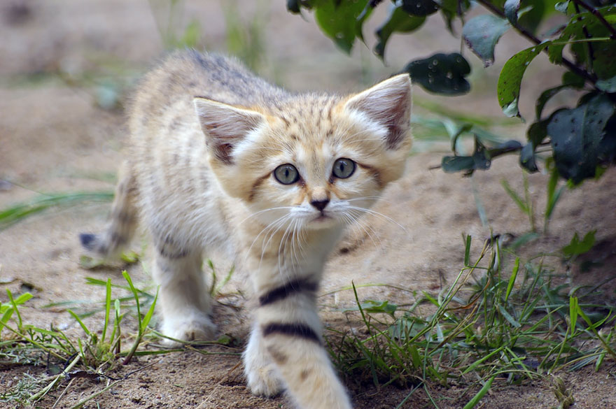 gatos-arenas-desierto-apariencia-gatito (5)