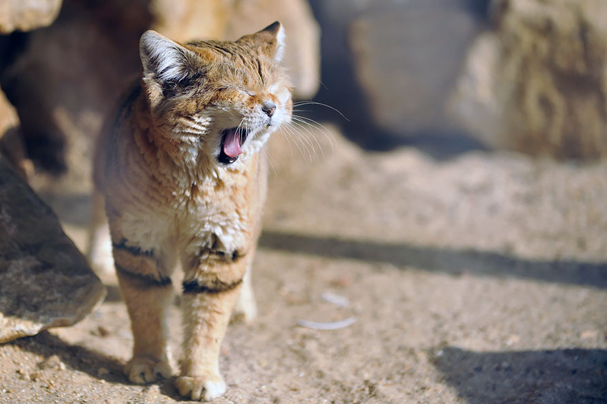 gatos-arenas-desierto-apariencia-gatito (6)