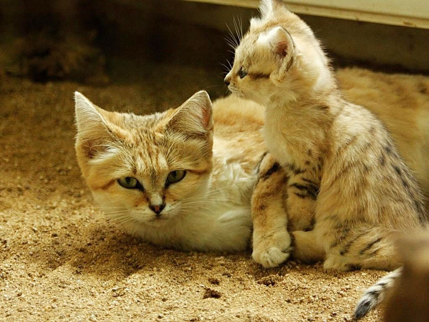 gatos-arenas-desierto-apariencia-gatito (9)