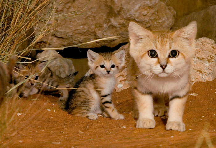 Gatos de las arenas: Tanto crías como adultos tienen aspecto de gatito