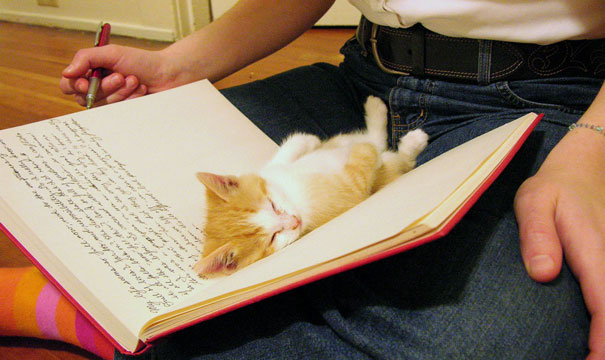 gatos-durmiendo (1)