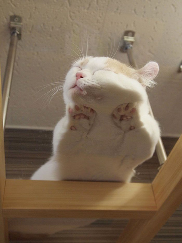 gatos-durmiendo (10)