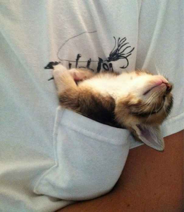 gatos-durmiendo (12)