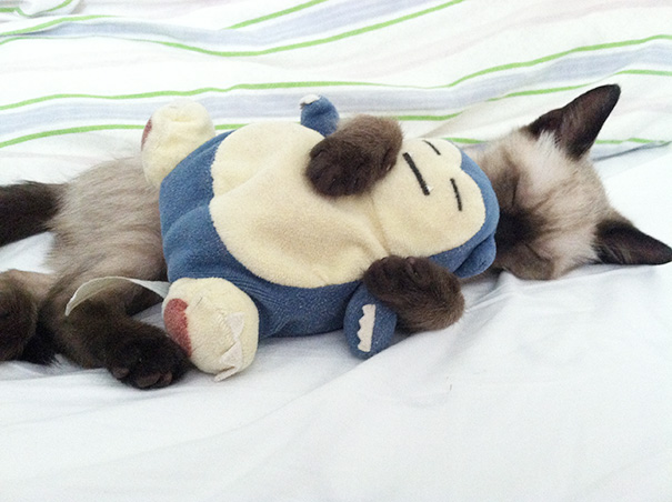 gatos-durmiendo (14)