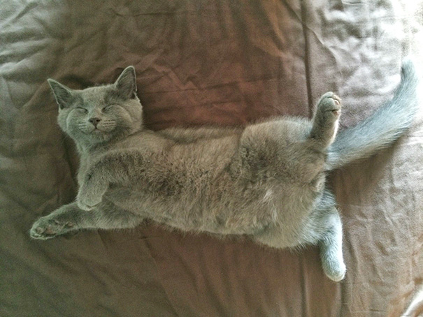 gatos-durmiendo (15)
