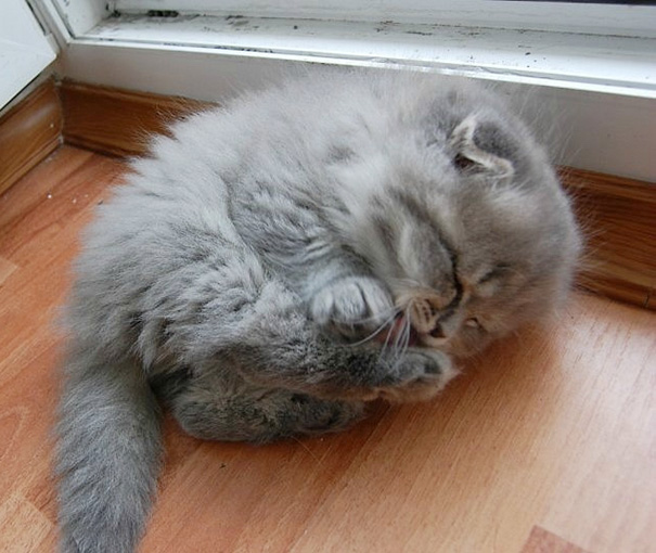 gatos-durmiendo (2)