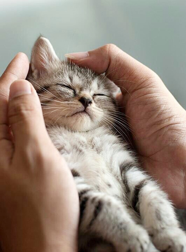 gatos-durmiendo (4)