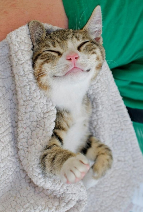 gatos-durmiendo (5)