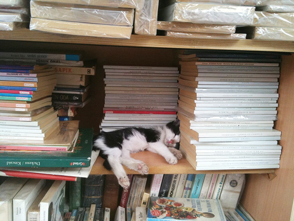 gatos-durmiendo (7)
