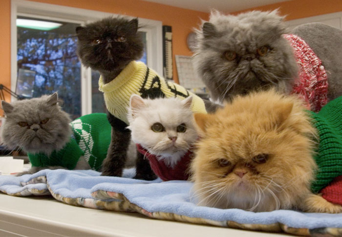 20 Gatos mayores adoptados por personas con gran corazón