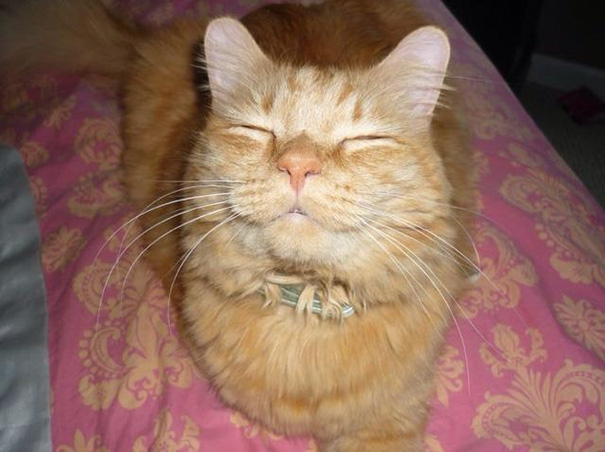 gatos-sonrientes (1)