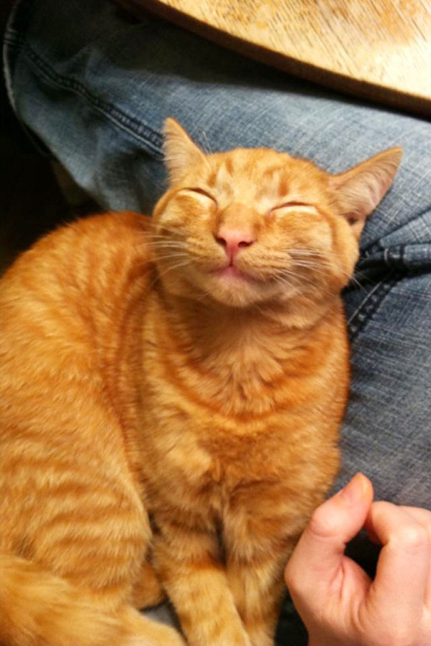 gatos-sonrientes (14)