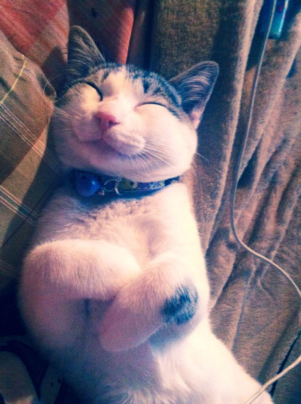 gatos-sonrientes (15)