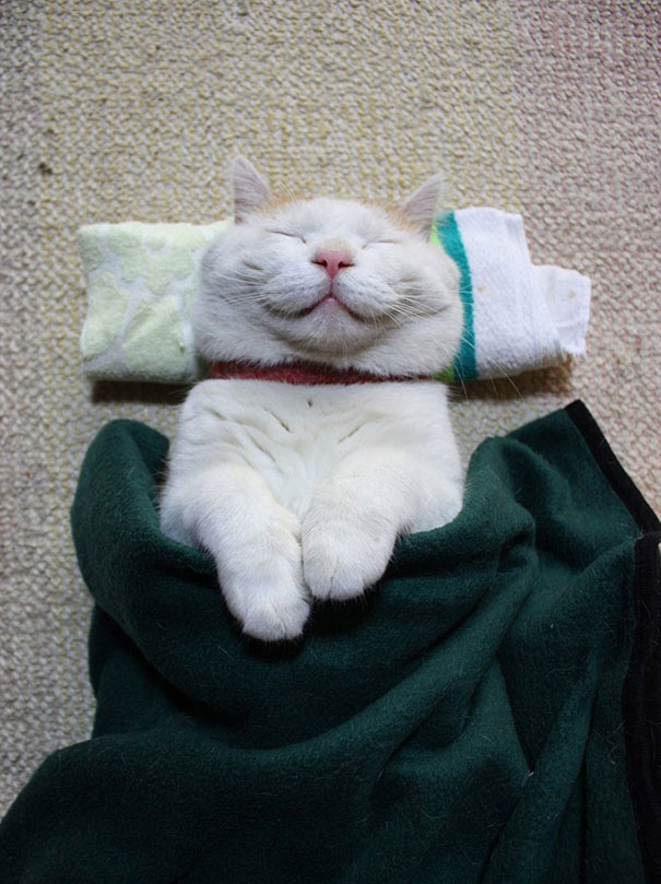 gatos-sonrientes (19)