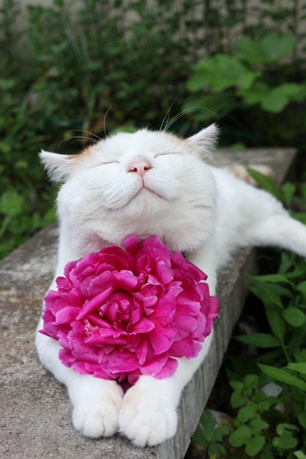 gatos-sonrientes (20)
