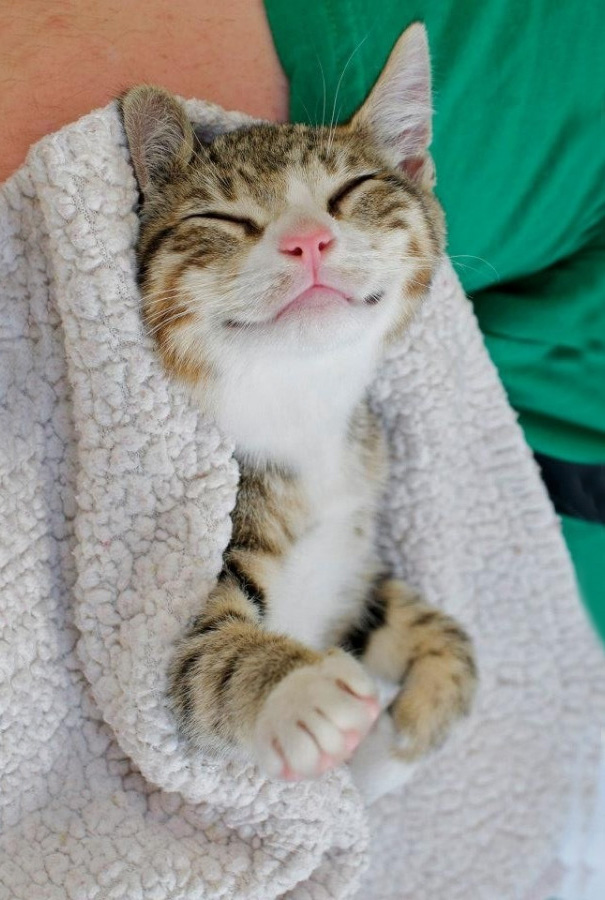 gatos-sonrientes (21)