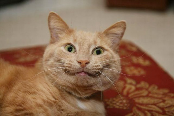 gatos-sonrientes (23)