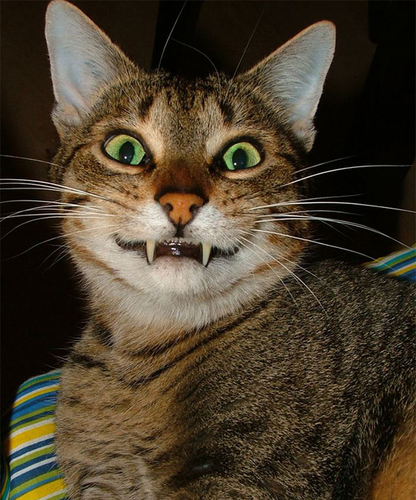 gatos-sonrientes (25)