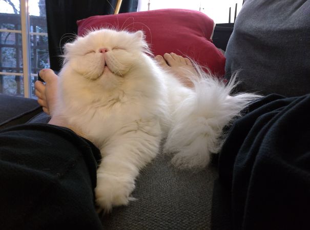 gatos-sonrientes (27)