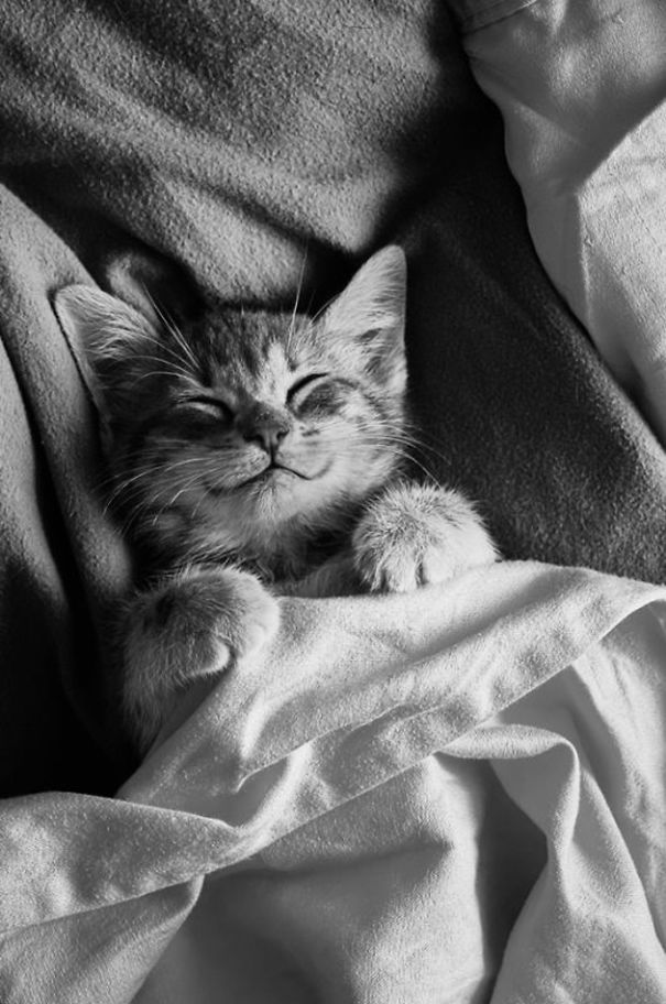 gatos-sonrientes (29)