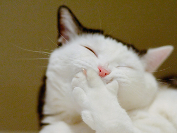 gatos-sonrientes (30)
