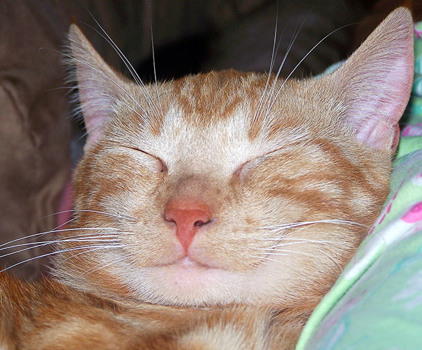 gatos-sonrientes (36)