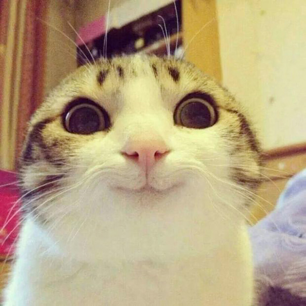 gatos-sonrientes (4)
