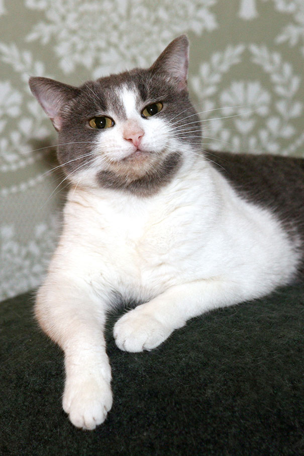 gatos-sonrientes (6)